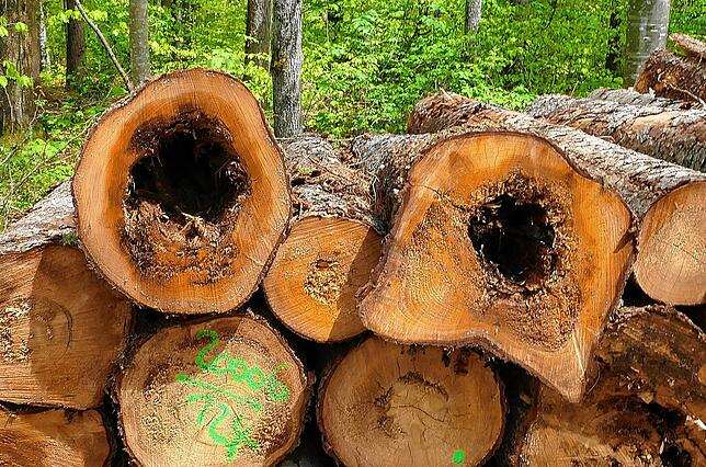 Das von Rotfäule geschädigte Holz eignet sich nur noch für Verpackungen und Europaletten oder zur thermischen Verwertung.