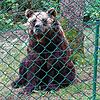 Braunbären sind mächtige und gefährliche Gesellen. Der hier lebt im Wildpark in Allensbach gut geschützt hinter einem Zaun. (Archivbild)