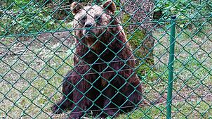 Braunbären sind mächtige und gefährliche Gesellen. Der hier lebt im Wildpark in Allensbach gut geschützt hinter einem Zaun. (Archivbild)