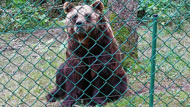 Braunbären sind mächtige und gefährliche Gesellen. Der hier lebt im Wildpark in Allensbach gut geschützt hinter einem Zaun. (Archivbild)