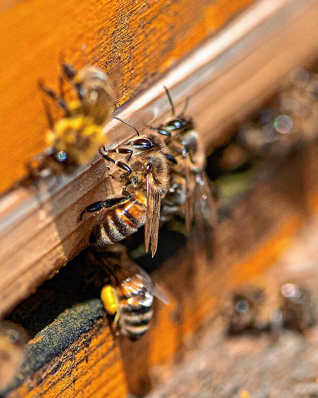 Bereits fleißig bei der Arbeit &ndash; die Bienen der Region Bonndorf.