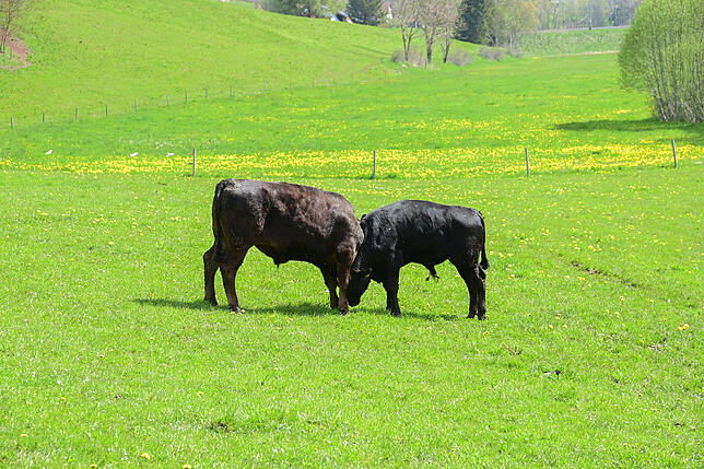 Zwei Wagyu-Jungbullen messen sich kräftemäßig. Eventuell hat bei so einem Gerangel der Zaun nicht mehr standgehalten, vermutet der ...