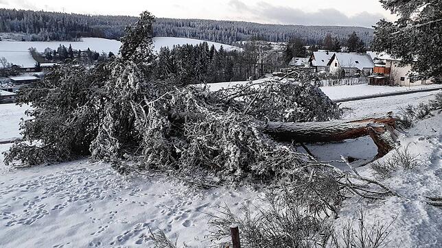 Hier hat der Schnebruch ganze Arbeit geleistet. Dieser Baum an einem Waldweg in St. Georgen hält der tonnenschweren Last von Eis und ...