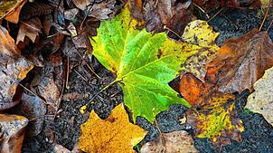 Herbstlaub liegt auf dem Gehweg. In Baden-Württemberg kündigt sich ein abrupter Wetterwechsel an. Tief „Bernward“ bringt Dauerregen, ...