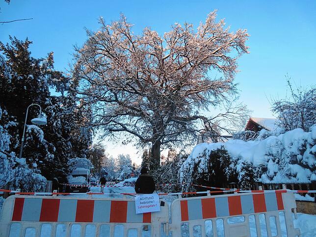 Bild 11: Schneemassen in Konstanz: Traglufthalle von Tennisclub bricht zusammen, Warnung vor Waldspaziergängen, Verkehr eingeschränkt