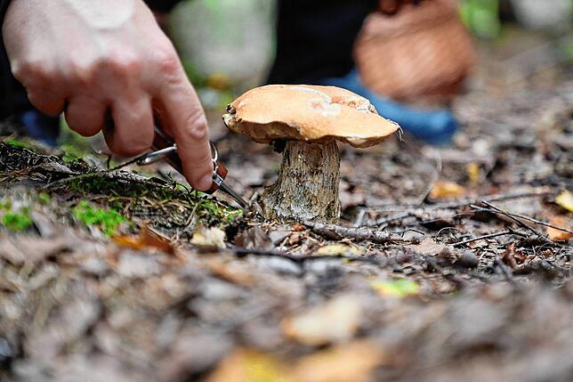 Eine Rotkappe wird im Wald geschnitten. Im Herbst lässt der Regen viele Pilze sprießen. Je nach Art enthalten sie eine Reihe wertvoller ...