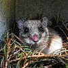 Siebenschläfer gelten als scheue Tiere. Allerdings wird ihnen laut Bauernregel auch ein gutes Gespür für das Wetter zugesprochen.