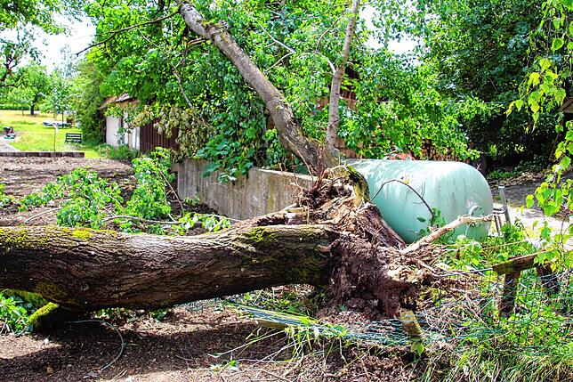 In Boll fiel ein Baum um. In unmittelbarer Nachbarschaft zu einem oberirdischen Gastank wurde dieser Baum am Mittwoch (21. Juni 2023) im ...