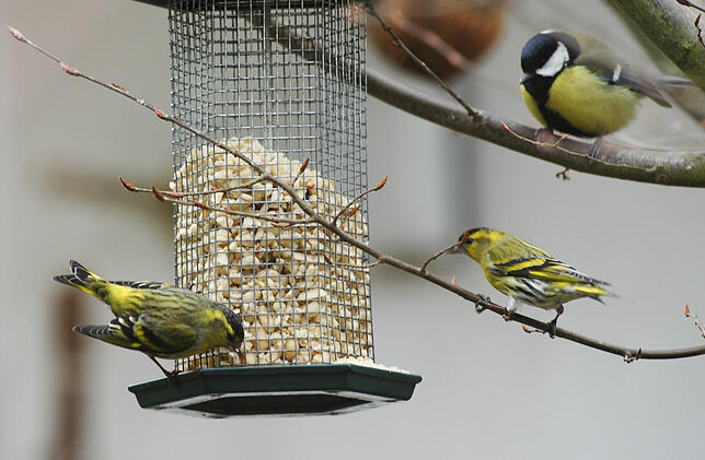 Fütterung am Vogelhaus: Weil üppige Futterquellen in der Natur selten geworden sind, ist es dringend notwendig, dass Privatpersonen auch ...