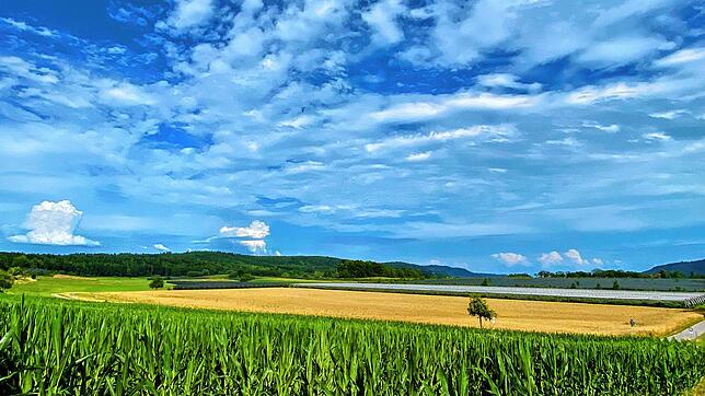 Die Fläche, die oberhalb des Maisfeldes zu erkennen ist (sie liegt von Stockach kommend links der Kreisstraße 6165), ist Teil der ...