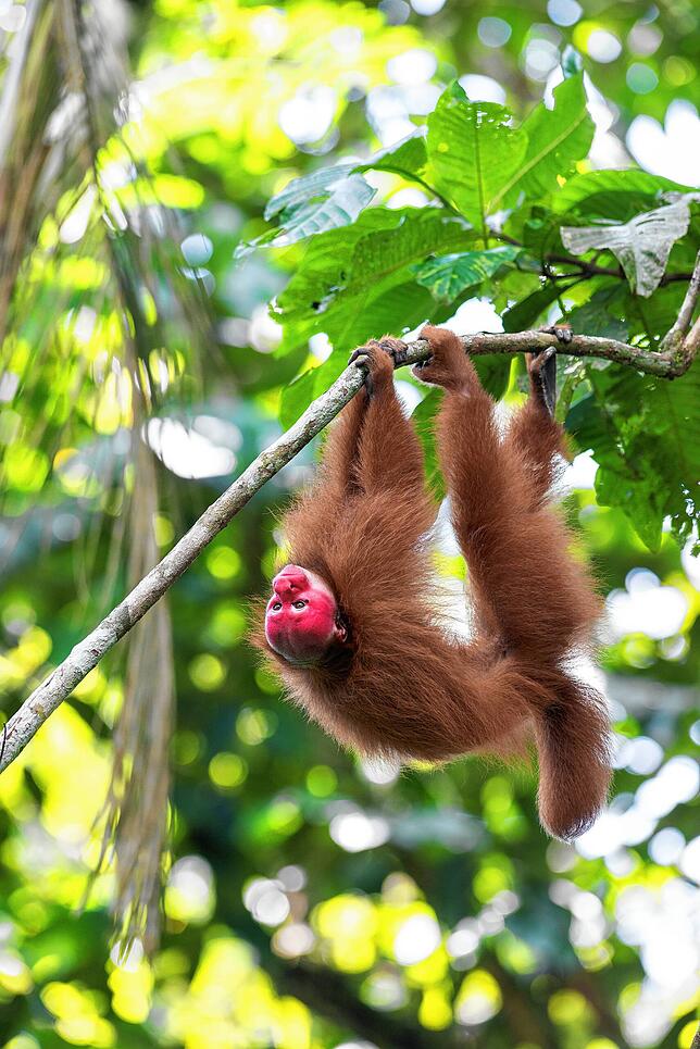 In der oberen Etage des Regenwaldes durchklettert der Rote Uakari geschickt die Baumkronen. Wegen der großen Streifgebiete dieser Affen ...