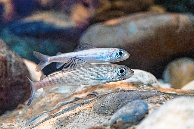 In der Schweiz gilt die Äsche (Thymallus thymallus) als stark gefährdet. Die Tiere leben bevorzugt im Hochrhein.