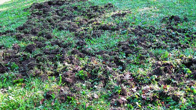 Die Wildschweine hinterließen auf der Streuobstwiese am Blumberger Stadtrand deutliche Spuren.