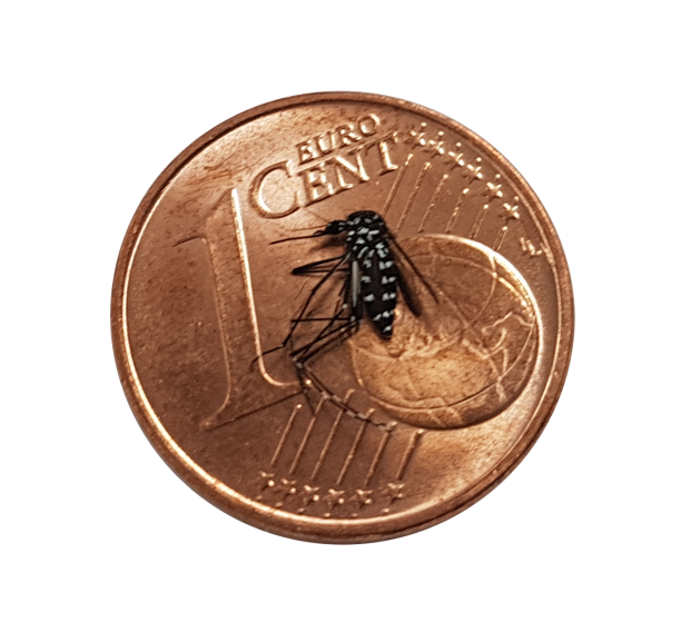 Die asiatische Tigermücke ist kleiner als eine 1-Cent-Münze. Hier auf dem Bild zu sehen, der Vergleich.