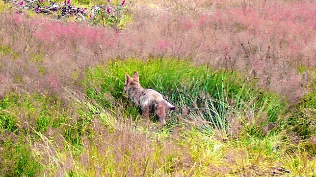 Es ist der endgültige Beweise! Das Bild der Forstlichen Versuchs- und Forschungsanstalt zeigt den jungen Wolfswelpen am 27. Juli.