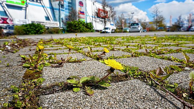 Viel Grün gibts nicht auf dem Parkplatz des Bodensee-Centers. Der Eigentümer soll für mehr Aufenthaltsqualität sorgen &ndash; und Geld ...