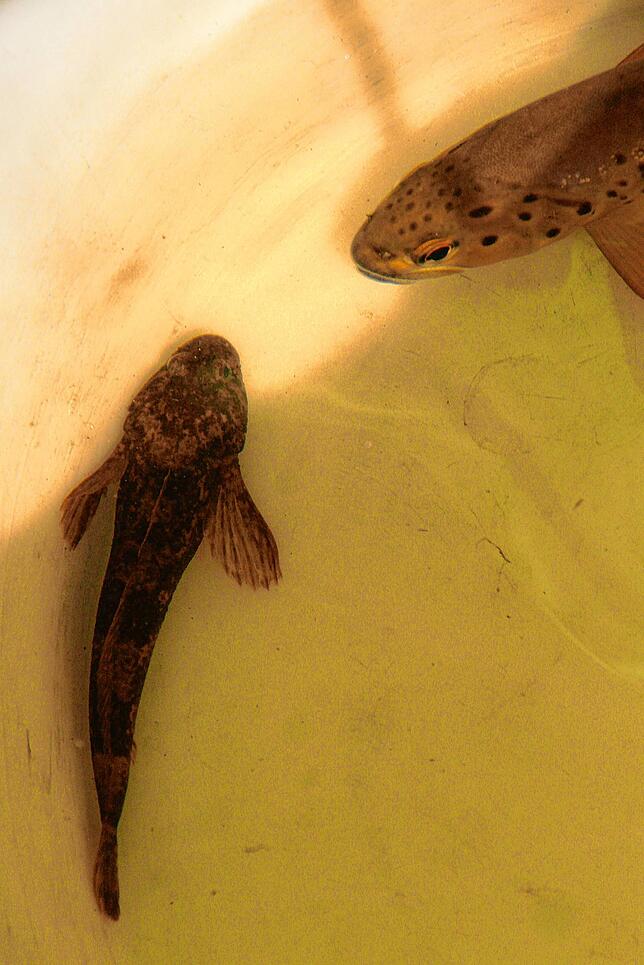 Vorübergehend in Gefangenschaft: eine Groppe (links) und eine Forelle. Die Fische wurden wieder ausgesetzt.