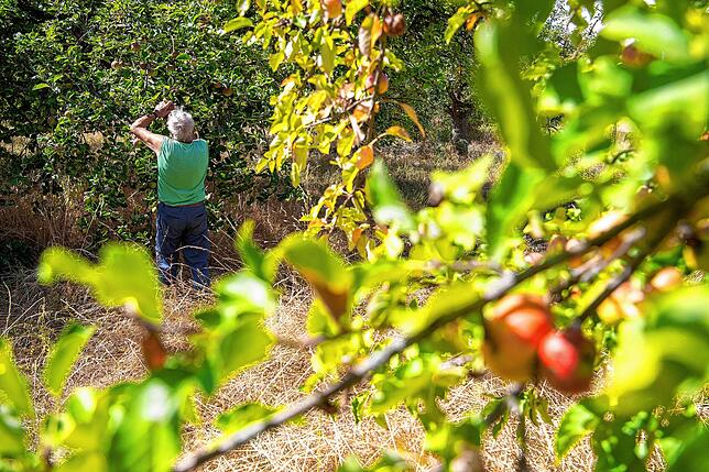 Ein Streuobstwiesenbesitzer pflückt Äpfel. Immer weniger Menschen bewirtschaften die Obstgärten. Die Saftindustrie ist aber für ihre ...
