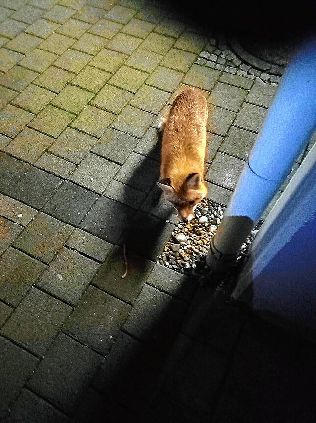 Treuer Begleiter beim Austragen des SÜDKURIER: Günter Meucht fotografierte diesen Fuchs vor wenigen Tagen in der Nähe der ...