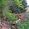 Wald-Vorarbeiter Andrej Reinhardt sägt einen von Borkenkäfern befallenen Baum an. Rechts nimmt ein sogenannter Rückezug die gefällten ...