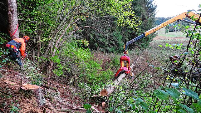 Wald-Vorarbeiter Andrej Reinhardt sägt einen von Borkenkäfern befallenen Baum an. Rechts nimmt ein sogenannter Rückezug die gefällten ...