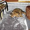Katzendame Cleo liegt auf einem flauschigen Teppich in ihrem neuen Zuhause in Unterkirnach, nachdem sie als Streuner fast gestorben war. ...