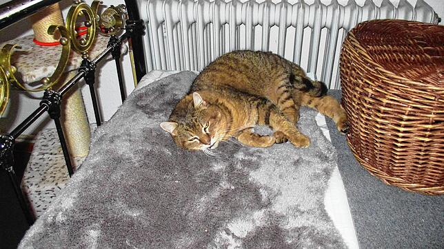 Katzendame Cleo liegt auf einem flauschigen Teppich in ihrem neuen Zuhause in Unterkirnach, nachdem sie als Streuner fast gestorben war. ...