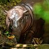 Das Zwergflusspferd-Jungtier Voobadee ist im Zoo Basel auf die Welt gekommen.