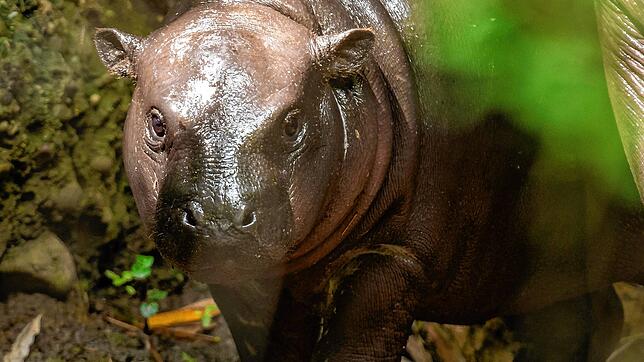 Das Zwergflusspferd-Jungtier Voobadee ist im Zoo Basel auf die Welt gekommen.
