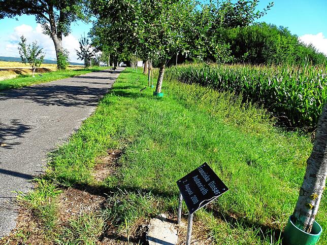 Die Allee der Hundertjährigen in Sigmaringen.
