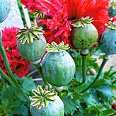 Selbst ausgesät hat sich der prachtvolle Mohn am Rande des eingezäunten Bauerngartens.