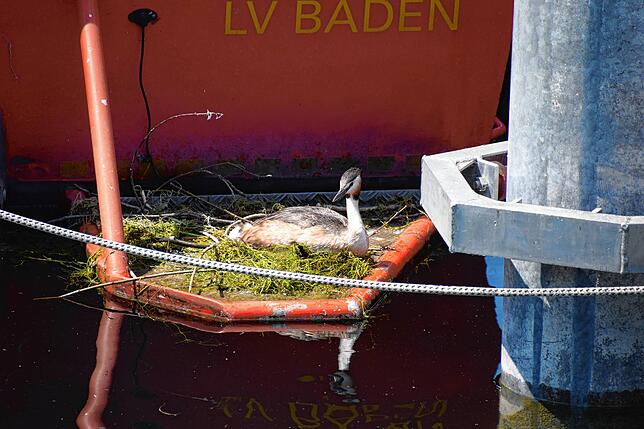 Bild 8: Hallo Welt! Immer mehr Küken bei Familie Blässhuhn auf dem Minifloß im Bodmaner Hafen schlüpfen