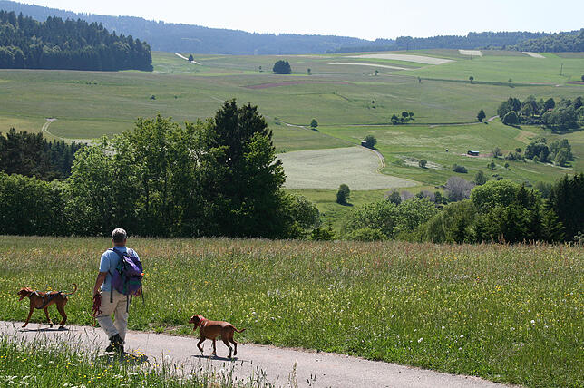 Wandern gehört bei einem Urlaub im Schwarzwald dazu – wie hier in Bad Säckingens Nachbarschaft auf dem Hotzenwald.