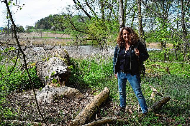 Sabrina Molkenthin, Leiterin des Umweltzentrums Stockach, steht vor einem Baum, den Biber vor einiger Zeit umgenagt haben. Am großen ...