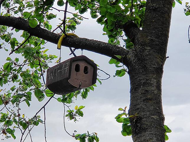 Bild 4: Mehr als Blumen und Stauden: So vielseitig sind die Aufgaben der Stadtgärtnerei Waldshut-Tiengen