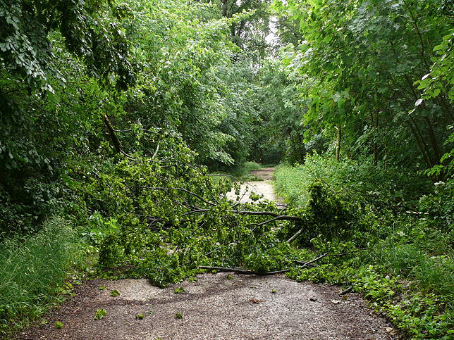 Kein Durchkommen herrschte im Lorettowald auch am Morgen nach dem großen Unwetter.