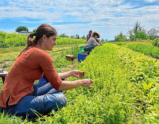 Julia Jäger bei der Ernte von Pflanzen im Rahmen ihres Praktikums bei Herba Solaris