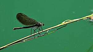 Diese Libelle mit einer Körperlänge von knapp vier Zentimeter hat am Rande eines Teichs in Gurtweil eine kurze Rastpause eingelegt.