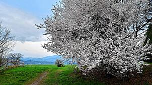 Frühling in voller Pracht: Ein blühender Mirabellenbaum oberhalb des Wehrer Meierhofs, aufgenommen am 26. März 2025.