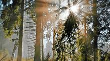 Die Gemeinderäte von Bernau und Häusern befassen sich mit neuem Förderprogramm für Umbau der Wälder. Bilder: Ute Maier/Marcel Jud