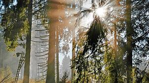 Die Gemeinderäte von Bernau und Häusern befassen sich mit neuem Förderprogramm für Umbau der Wälder. Bilder: Ute Maier/Marcel Jud