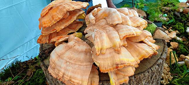 Der Gemeine Schwefelporling (Laetiporus sulphureus) ist ein sehr aggressiver Holzzerstörer. Junge, saftige Exemplare sind essbar und ...