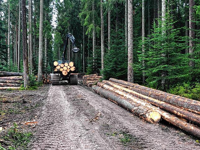 Bild 23: Bilder-Story: Rundgang im von den Sturmtiefs Sabine, Bianca und Diana beschädigten VS-Wald