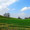 Wiesen mit Hochstämmen sind eine Wohltat für das Auge: Die Premiumwanderwege rund um Markdorf bieten immer wieder ein Naturerlebnis vor ...
