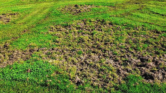 Jetzt ist es nur noch ein Acker: Das Trainingsgelände der SSC-Jugendfußballer am Schellenberg hat nächtlichen Besuch von Wildschweinen ...