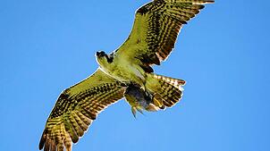 Ein Fischadler fliegt mit seiner Beute davon. Zu dieser gehört vor allem die Brachse, die der Greifvogel leicht im Wasser greifen kann.