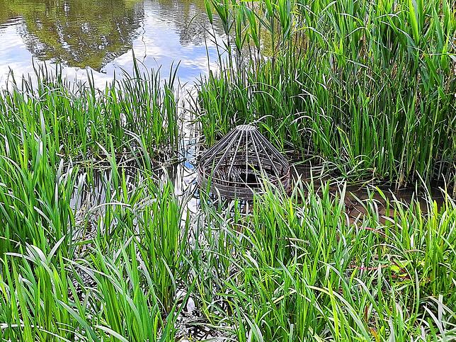 Um diesen Abfluss am Villinger Eisweiher geht es. Inzwischen ist ein engmaschigeres Metallband angebracht. Zuvor soll zumindest ein ...