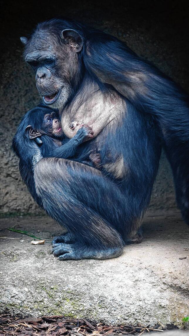 Bild 3: Niedliches Schimpansen-Baby im Zoo Basel zur Welt gekommen: Es ist ein Mädchen!