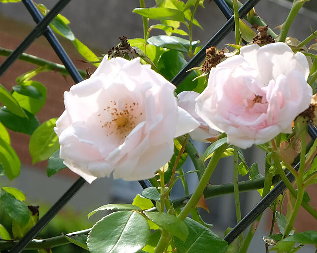 Hübsche Kletterrosen, wie diese Züchtung „New Dawn“, öffnen ihre Blüten für Insekten.