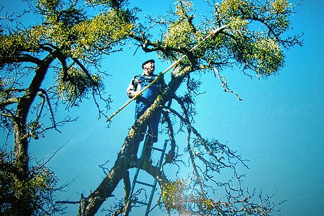 Dieses Foto entsteht im Jahr 2000 in Frankreich. Dort findet Dietmar Birk damals besonders schöne Exemplare auf einem Apfelbaum.